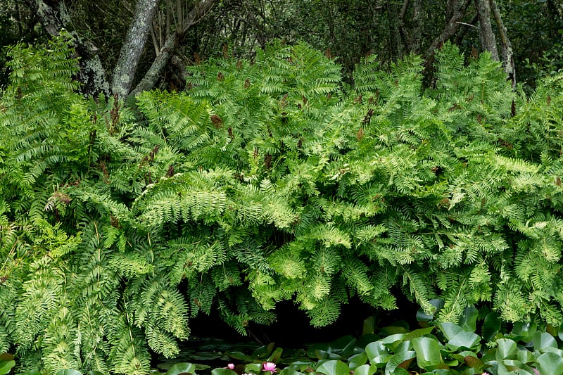 皇家蕨类植物