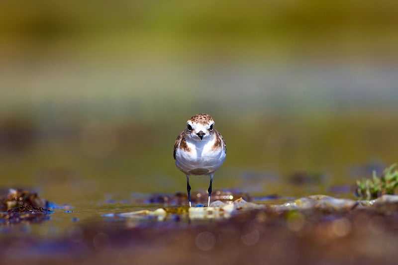 可爱的小水鸟。自然背景。常见的水鸟:肯特鸻。Charadrius alexandrinus。