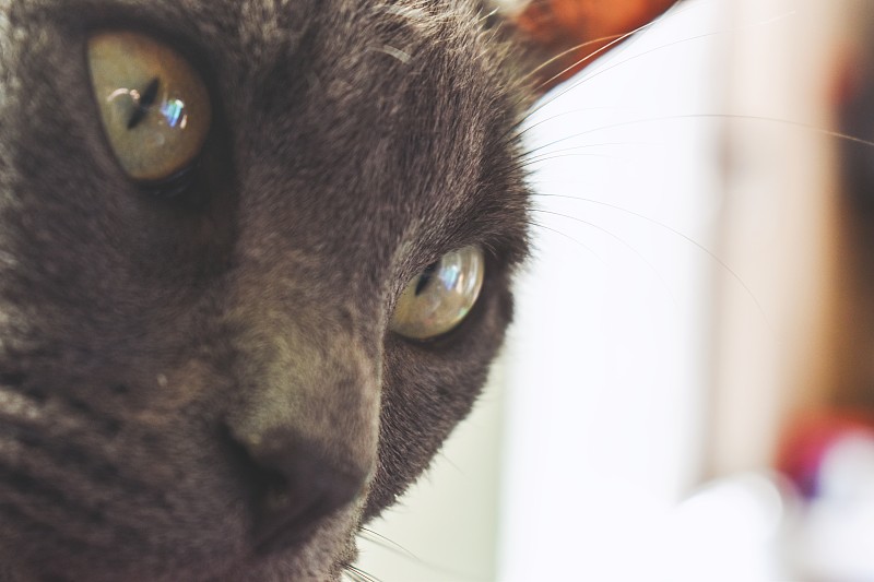 灰猫特写
