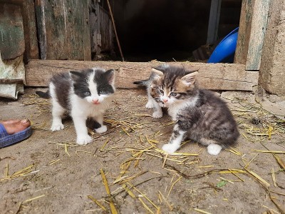 顽皮的小猫