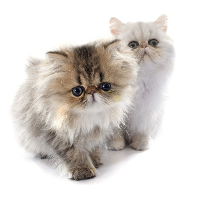 波斯的小猫