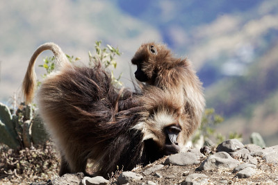 两个gelada狒狒(sitopithecus gelada)
