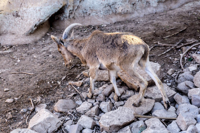 Mouflon，公园里的一只野羊