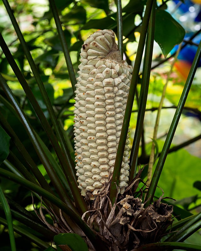 苏铁科植物obliqua锥