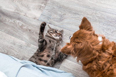 猫和狗在打架。特写肖像