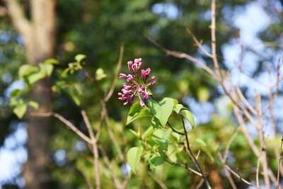 紫丁香(synrga vulgaris)芽