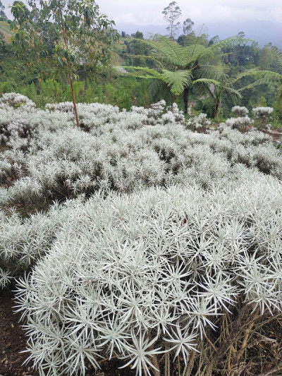 山顶的雪绒花树。