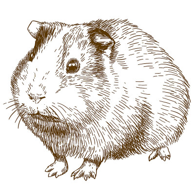 雕刻画豚鼠插图
