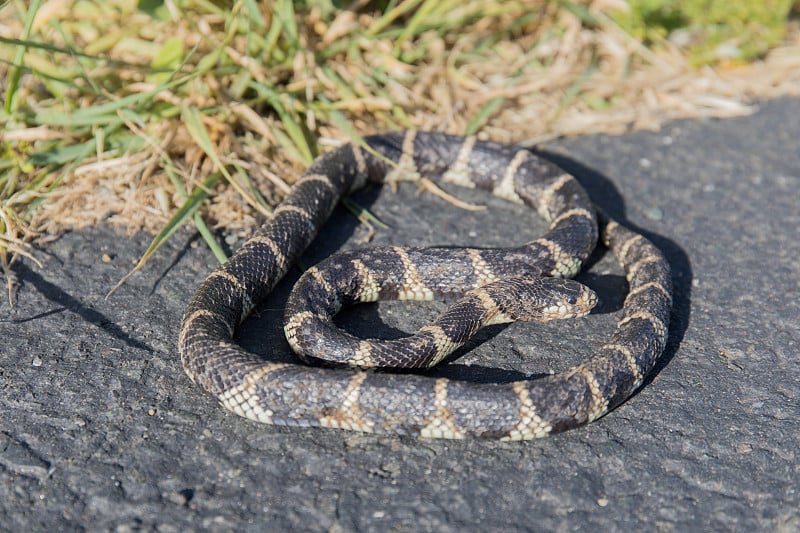 加利福尼亚王蛇- Lampropeltis californiae。