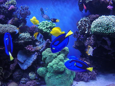 蒙特雷湾水族馆内的珊瑚礁展览