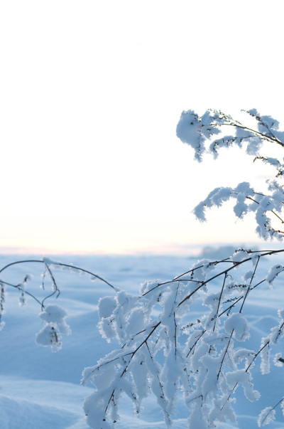 雪枝