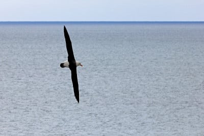 飞行的黑眉信天翁，黑鳍海雀，福克兰群岛