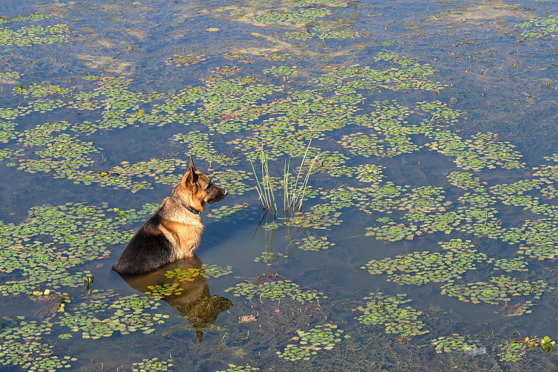 一只德国牧羊犬坐在湖里