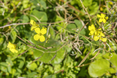 芥菜，油菜或油菜
