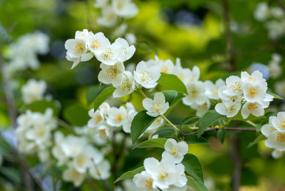 美丽的茉莉花枝在花园里