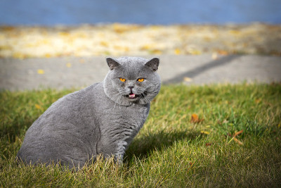 英国的猫