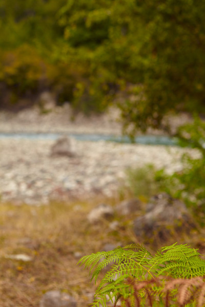 美丽的蕨类植物的叶子，绿树成荫的山背景。近距离观察美丽的蕨类植物