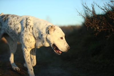 户外中亚牧羊犬肖像