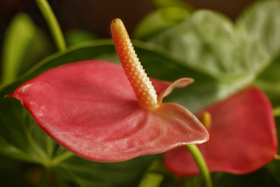 红掌花近了