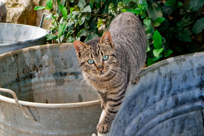 猫的国家。