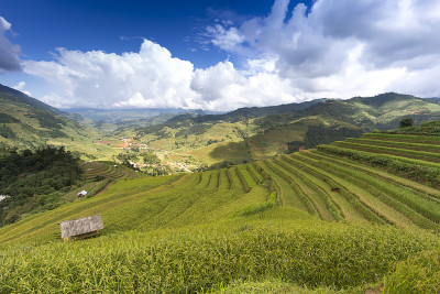 越南西北部山区梯田上的成熟水稻景观