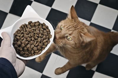 有趣的姜黄色猫坐起来乞讨食物。