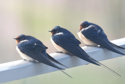 家燕(Hirundo rustica)在向北迁徙时休息一下