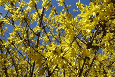 4月的蓝天映衬下，连翘枝上黄色的花朵