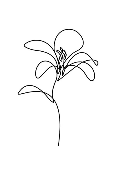 莉莉花