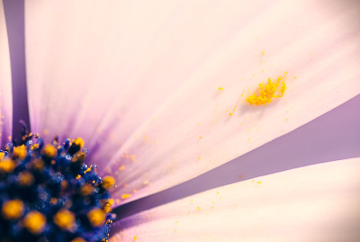 雏菊花