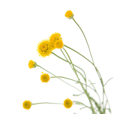 棉花薰衣草孤立在白色