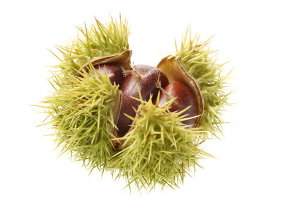 栗