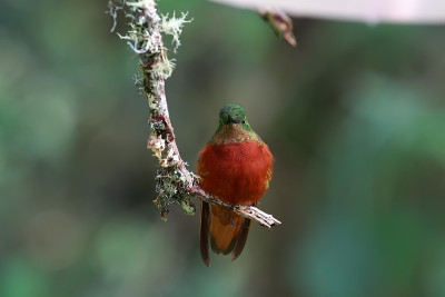 Chestnut-breasted冠状头饰蜂鸟