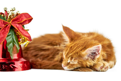 红色睡着的缅因猫，孤立