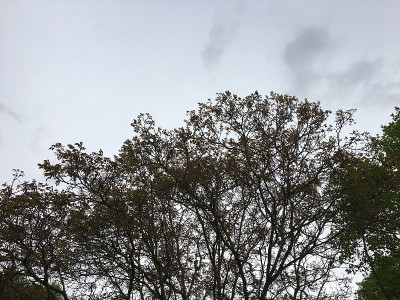 普通核桃- 2018年5月