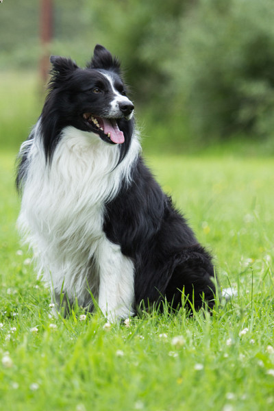 边境牧羊犬