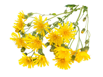 野黄山楂花束