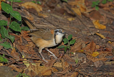 小民族Laughingthrush