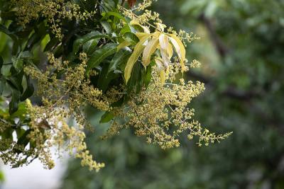 芒果花