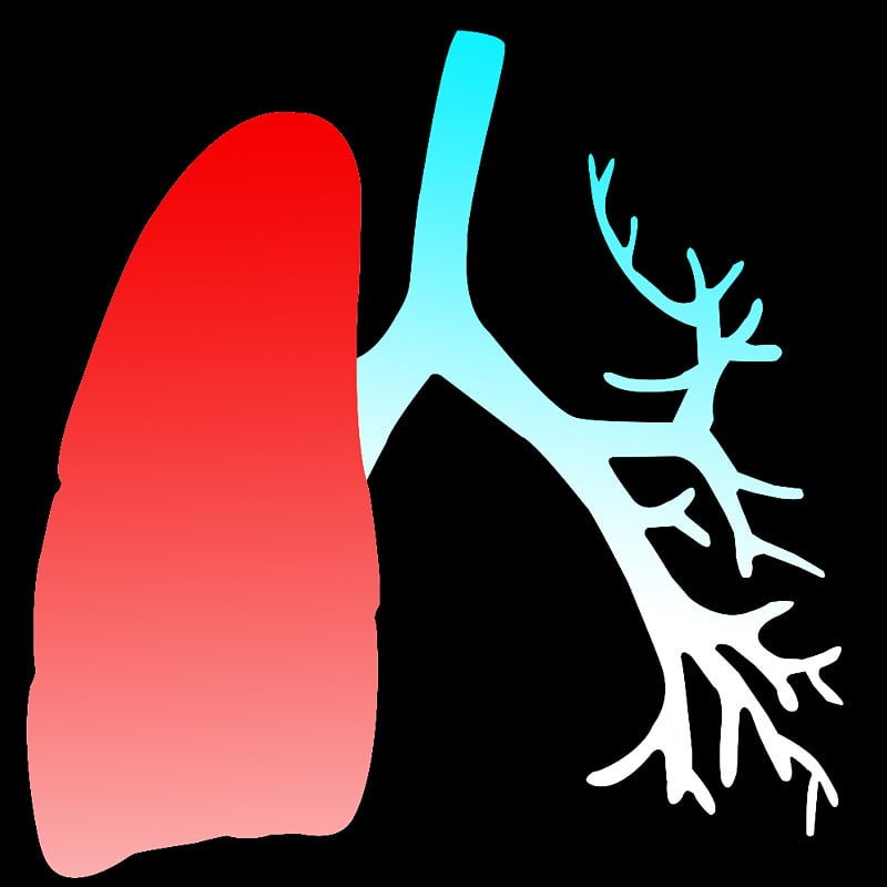 人体呼吸系统肺解剖学