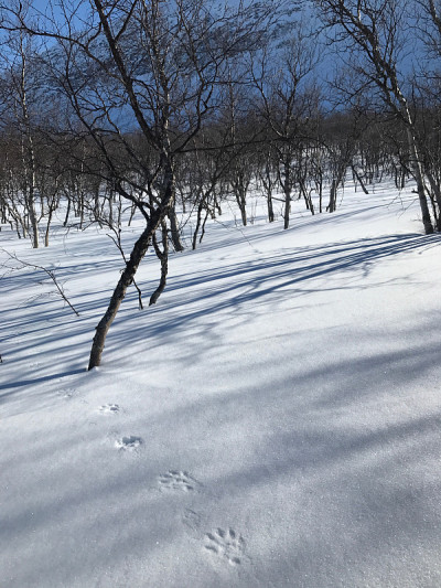 雪山景观与狼獾(鼬鼠科)的足迹，拉普兰，瑞典