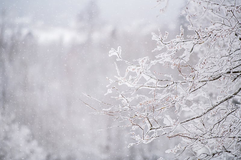 北部公园雾蒙蒙的雪景。