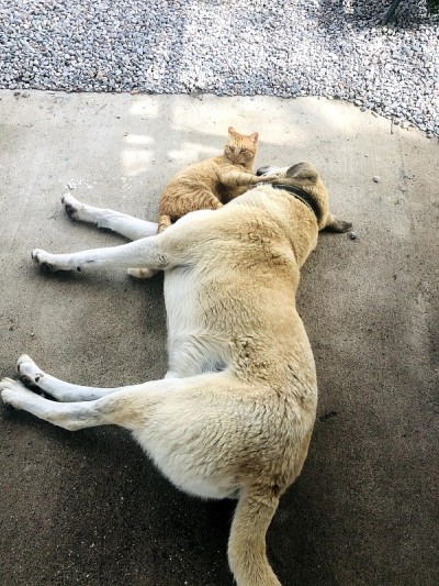 猫狗(宠物之爱)