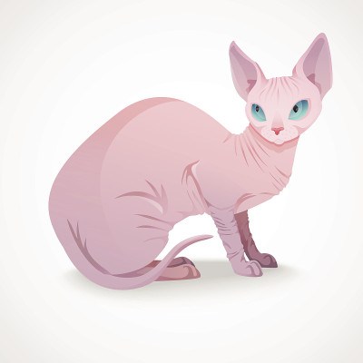 Sphynx猫坐着