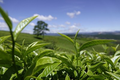 高原绿茶农场