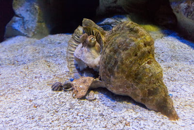 水族馆里贝壳里的章鱼