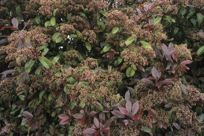 Photinia