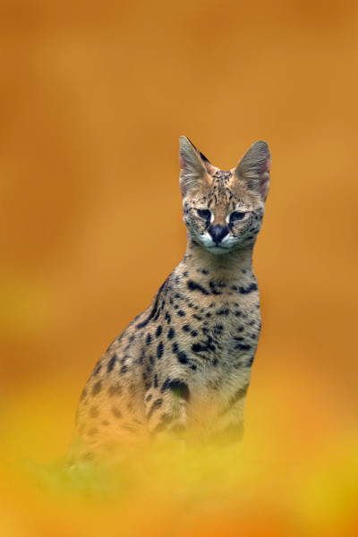 薮猫，薮猫，原产非洲的野猫。在红沙沙漠的一些。南非克鲁格NP自然栖息地的美丽野猫。动物面对面地走在草