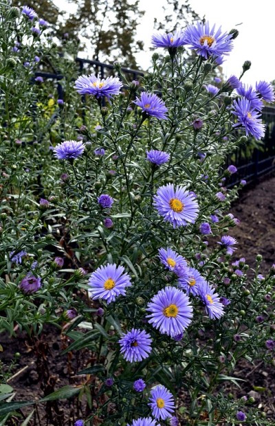 flower melkolepestnik，拉丁名Erigeron