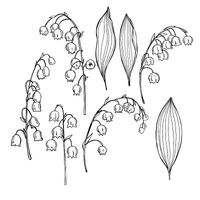 Lilies of the valley.Vector sketch  illustration.